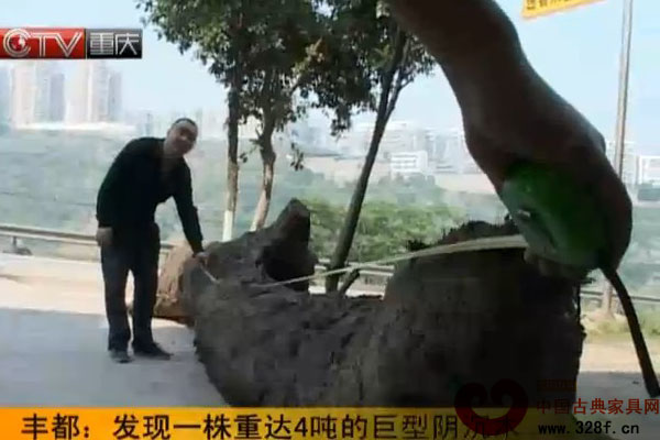 重庆丰都发现巨型阴沉木（视频）