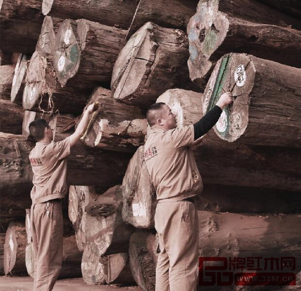 国寿红木选用的缅甸花梨木料都是大料、老料,树龄要求均达到500年以上,木料直径达65厘米以上。图为国寿红木工人正在测量缅甸花梨木直径,规划用于开料做哪些家具最合适 国寿红木选用的缅甸花梨木料都是大料、老料,树龄要求均达到500年以上,木料直径达65厘米以上。图为国寿红木工人正在测量缅甸花梨木直径,规划用于开料做哪些家具最合适