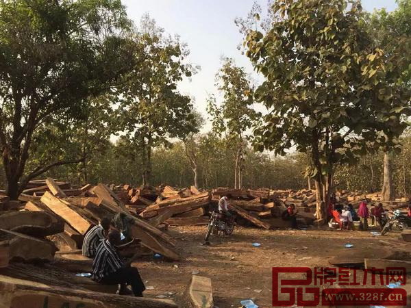 莫桑比克当局已决定全面禁止东非黑黄檀木材出口 莫桑比克当局已决定全面禁止东非黑黄檀木材出口