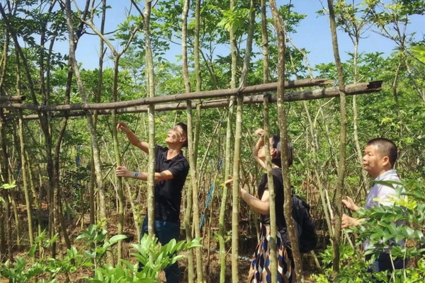 2018年5月，区氏臻品团队深入海南，拜访了当地多位黄花梨行家，共同探讨海黄存量、开料等，并深入走访了龙泉镇花梨街。